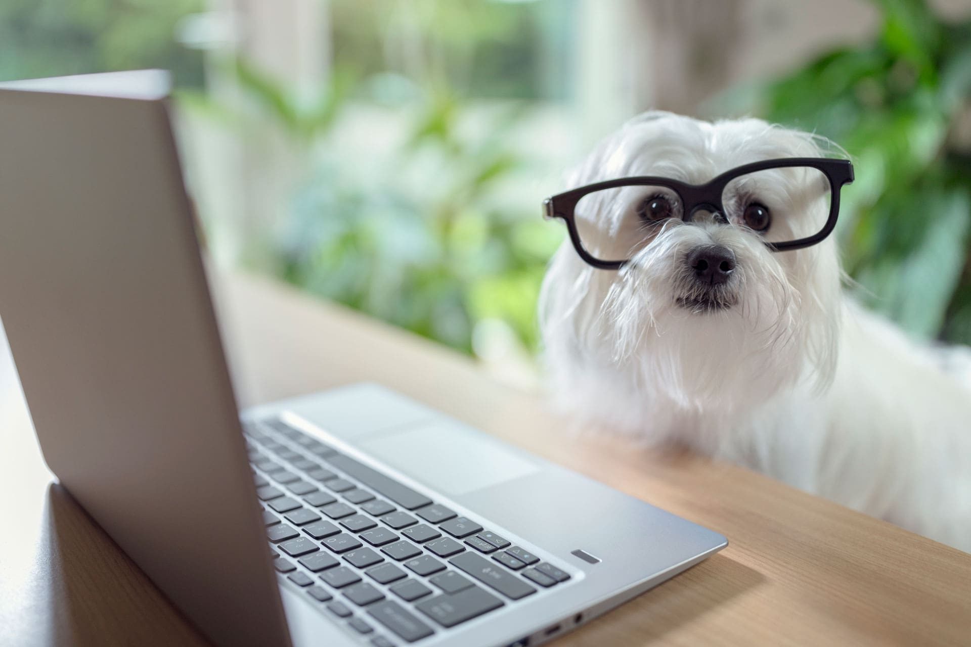perro con gafas usando ordenador portátil