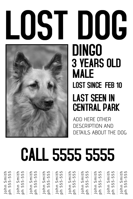 cartel perro perdido
