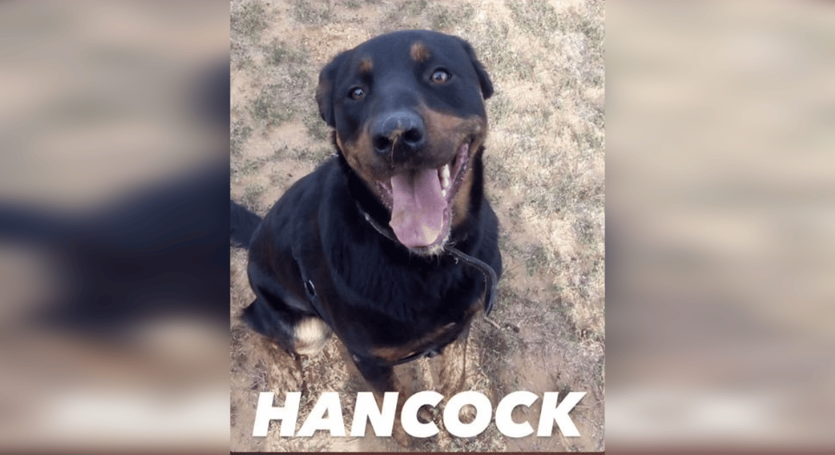 hancock-perro-perdido