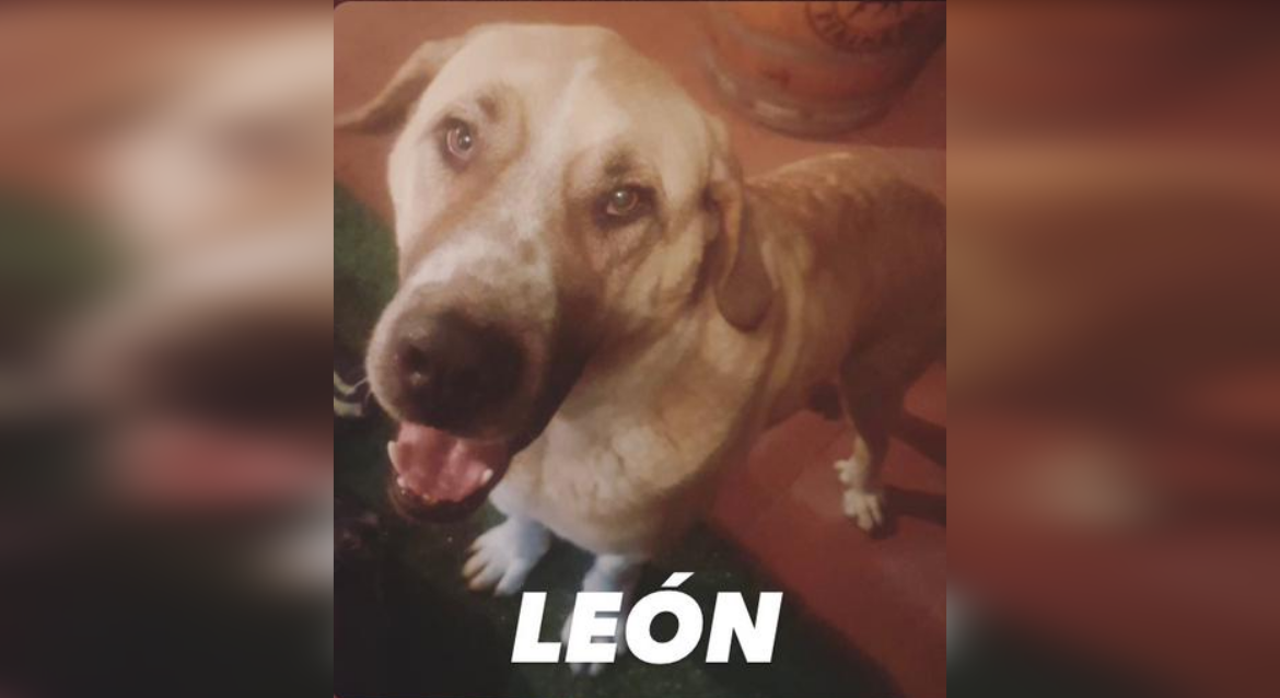 leon-perro-perdido
